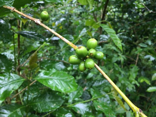 Hverdagskaffe (enkeltposer) (Kopi)